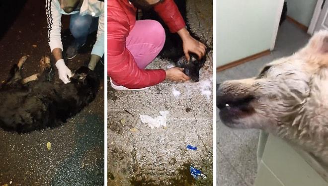 #SapancadaKatliamVar | Belediyenin Köpekleri Zehirlediği İddiası Sosyal Medyayı Ayağa Kaldırdı