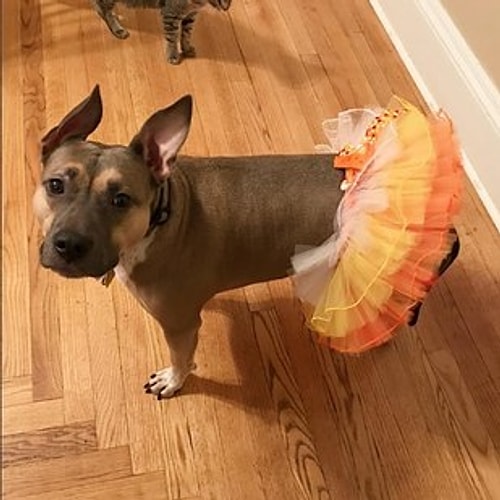 Banjo