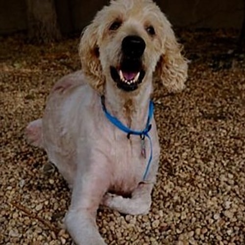 Shaggy Boy