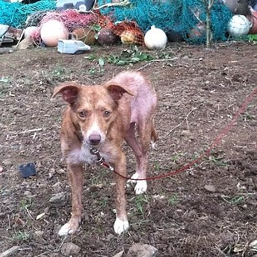 Roo
