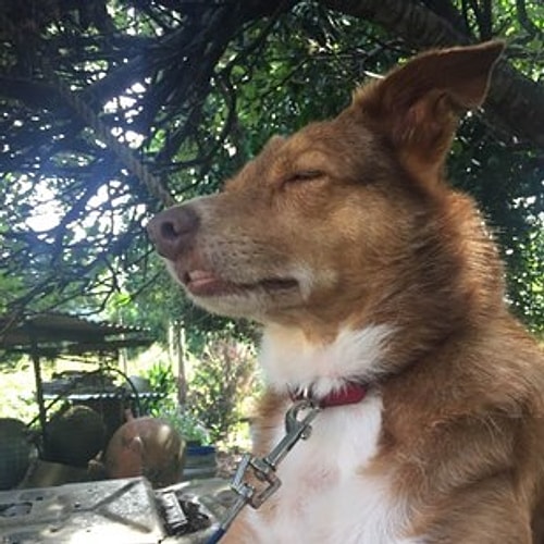 Roo
