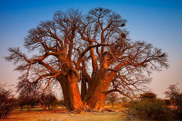 5. Seven Sisters Full–African Baobab (Adansonia digitata), Botswana