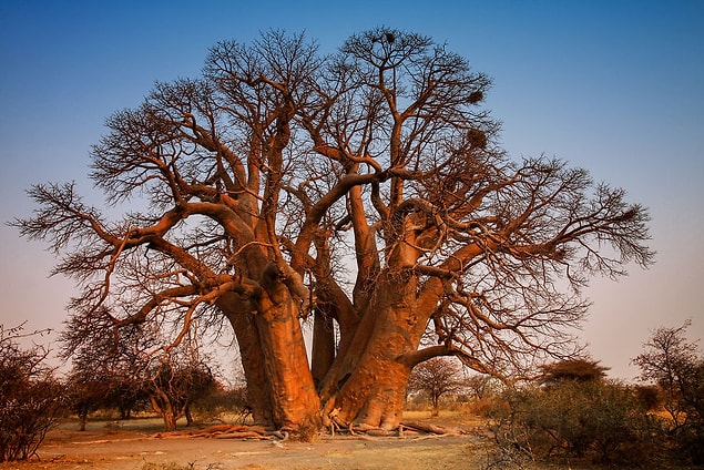 5. Seven Sisters Full–African Baobab (Adansonia digitata), Botswana