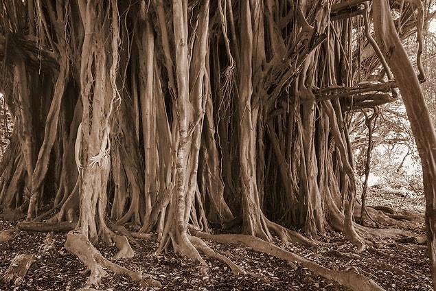 8. Interbanyan Being–Indian Banyan (Ficus bengalensis), Big Island, Hawaii
