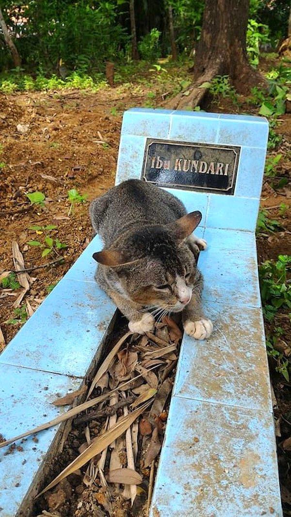 Sahibinin ölümüyle adeta yıkılan bu kedicik 1 yıldır sahibi olan kadının mezarından ayrılmıyor.