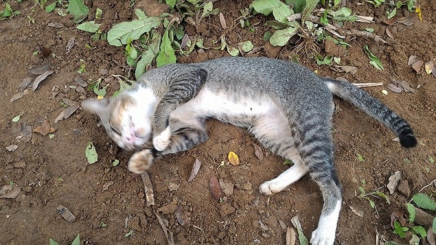 Kedi sahibinin mezarından, yalnızca sahibinin çocuklarının evine mama yemeye ve su içmeye gittiği zaman ayrılıyor.