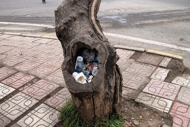 1. Yoldan geçenlerin attığı çöplerle dolmuş ağaç kovukları.