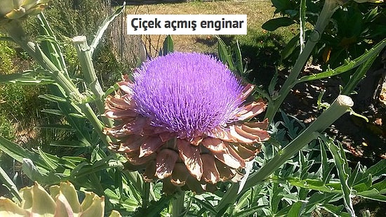 Her Gün Karşılaşamayacağınız İlginçlikte Olduğu İçin Bakmanız Gereken 17 Fotoğraf