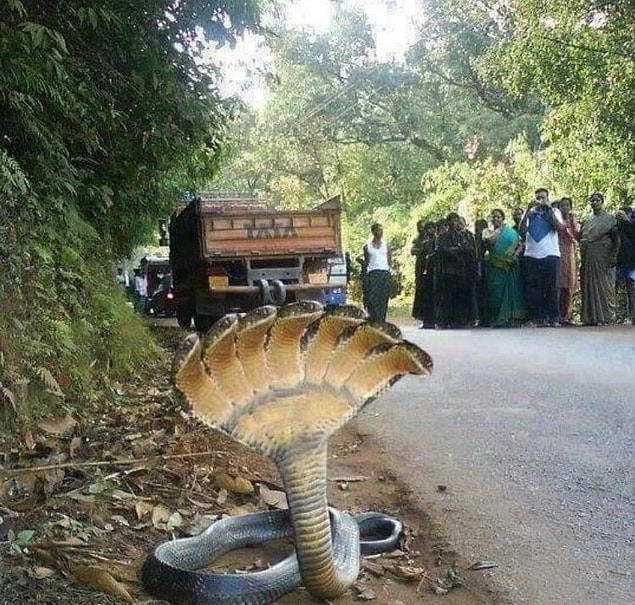 3. 7 başlı yılan!