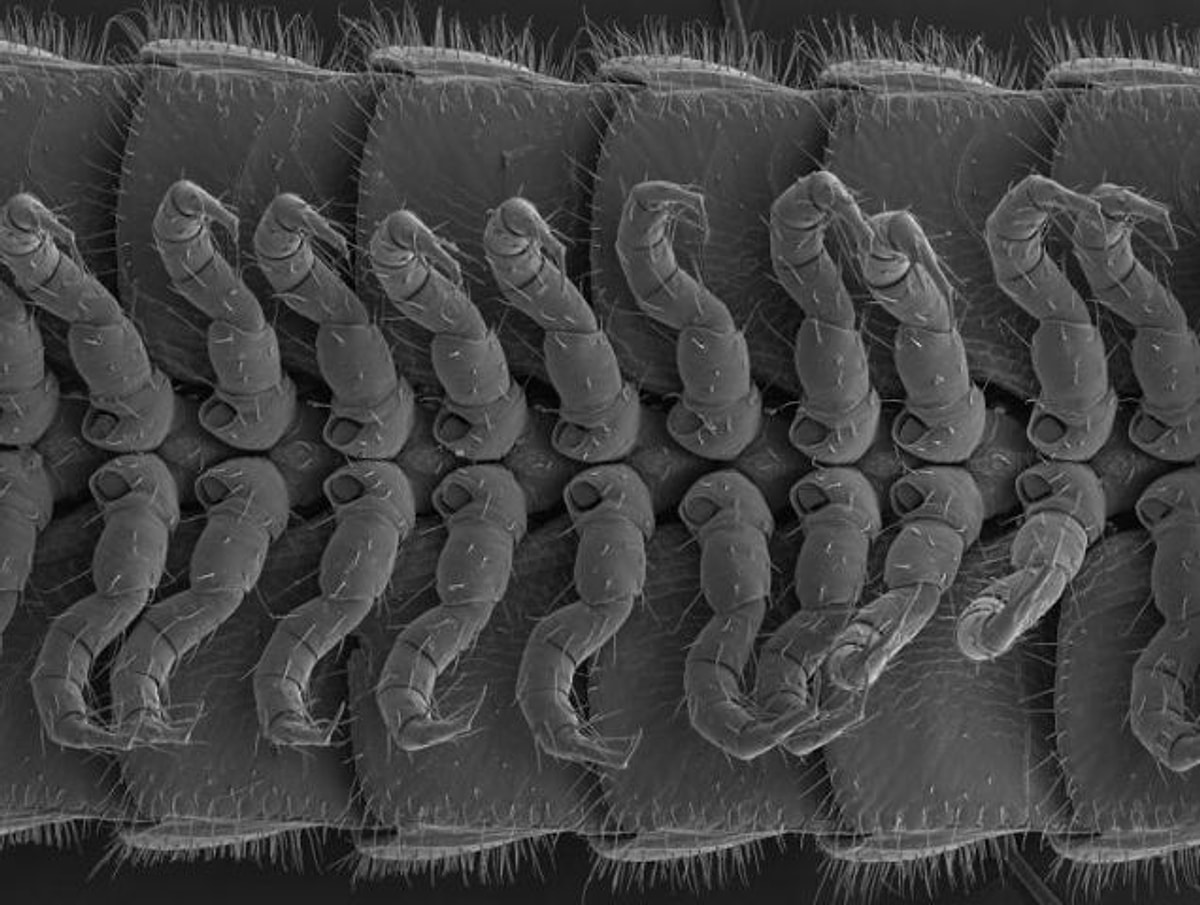 Insan kirkayak. Человеческая многоэтажка. Человеческая многоножка 2 (2011). Человеческая многоручка. Человеческая многоножка 2009 lindsay.