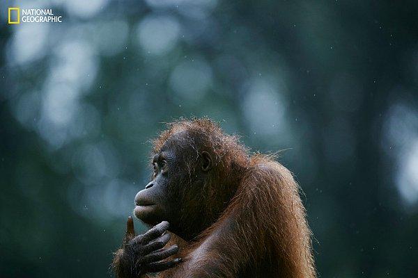 9. Borneo Adası'nda öksüz kalmış bir orangutan.