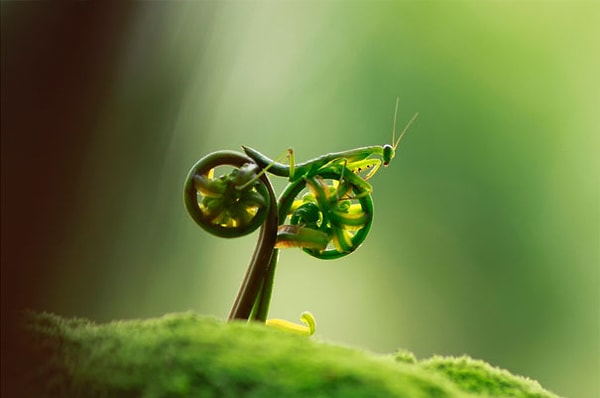 20. Кузнечик на велосипеде