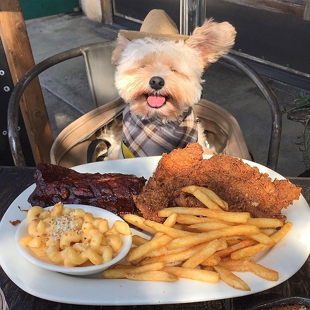 7. "He just liked to be out. He'll get nibbles of anything that's safe for him."