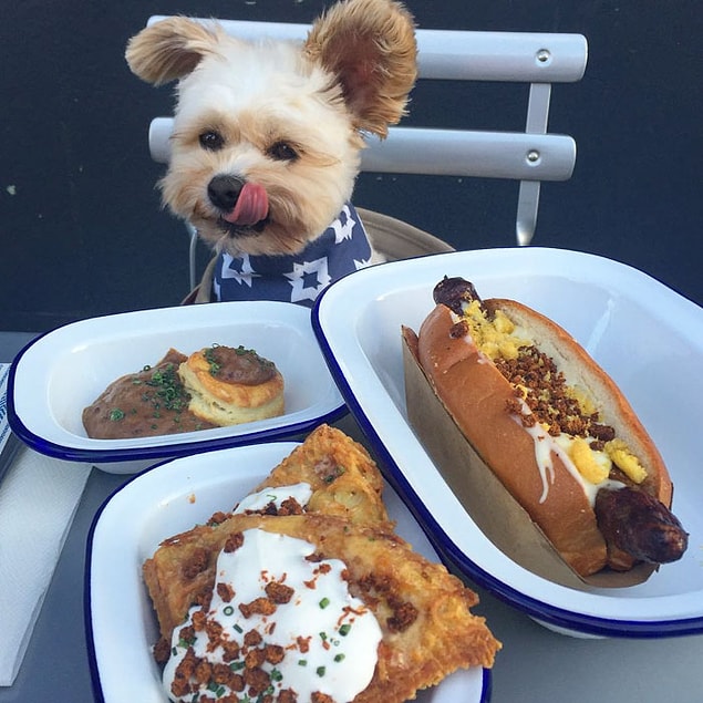 13. He is really well-behaved around food, don't you think?
