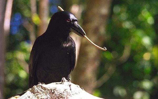 4. New Caledonia'daki kargalar, uçlarını büktükleri dalları kullanarak, çalı çırpı arasında kalan yemekleri toplama yeteneği geliştirmiş.