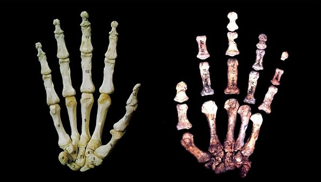 10. Geniş el parmakları