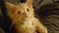 Çirkinsin Dediler Ona Yuva Vermediler! Barınakta Kalan Sarman Kedi Romeo'nun Hikayesi
