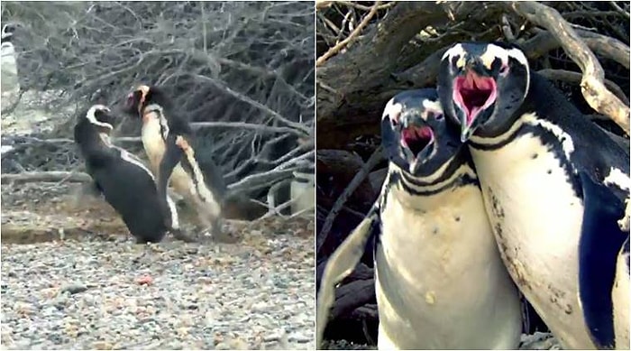 Hanımını Başka Erkekle Basan Penguenin Çıldırışı