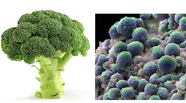 12. Brokoli ve Brüksel lahanası, kanser hücresine benzerlikleri ile bilinir.
