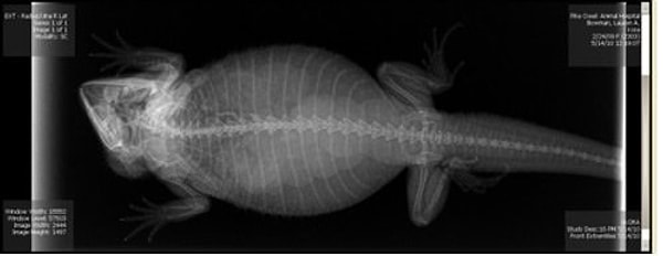 10. Бородатая агама