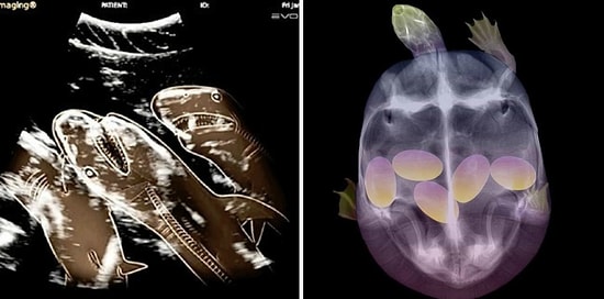 14 рентген-снимков беременных животных: вот это да!