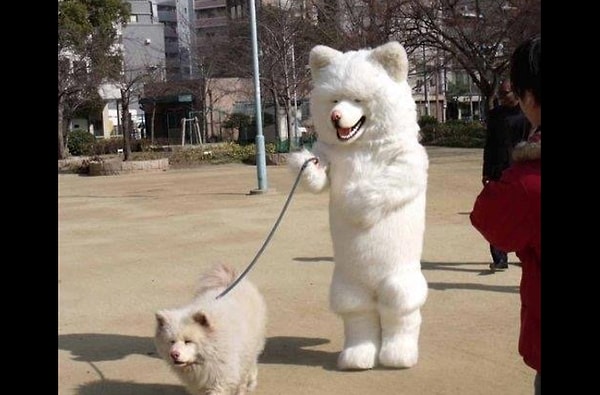 2. И тебя выгуляем 😶