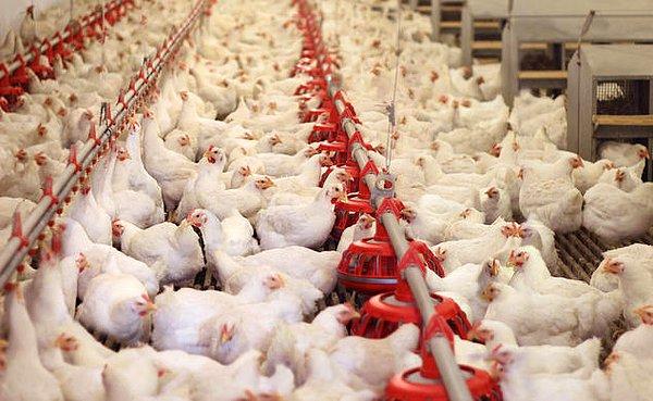 Tarım ve hayvancılık alanında da antibiyotik kullanımına son verilmesi ya da en azından azaltılması çağrıları yapılıyor.