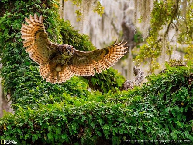 13. Great horned owl returning