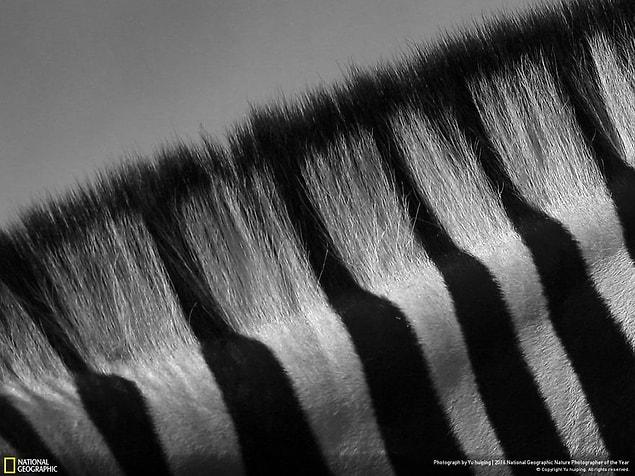 20. Hair lines of zebra