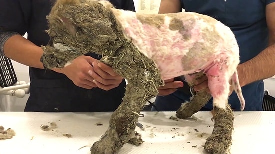 Eğlence Olsun Diye Çocuklar Tarafından Tutkala Batırılan Köpeğin İçler Acısı Durumu