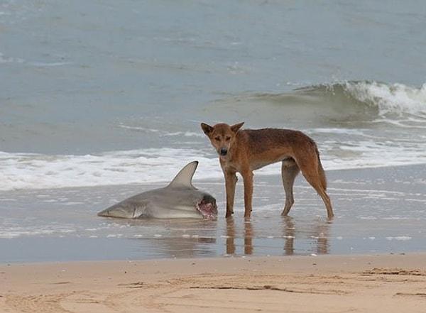 22. Köpek balığı yiyen bir dingo. Avustralya'da sıradan bir gün.
