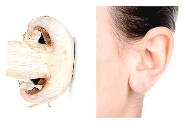 10. гриб = ухо