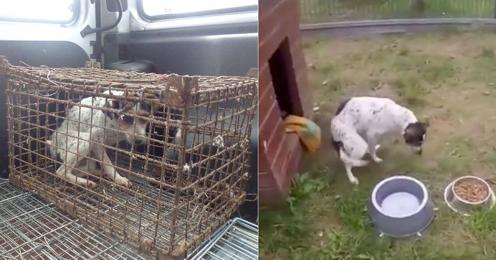 Yıllarca Kafese Hapsedilen Köpeğin Çimlerle Buluştuğu Andaki Paha Biçilemez Mutluluğu