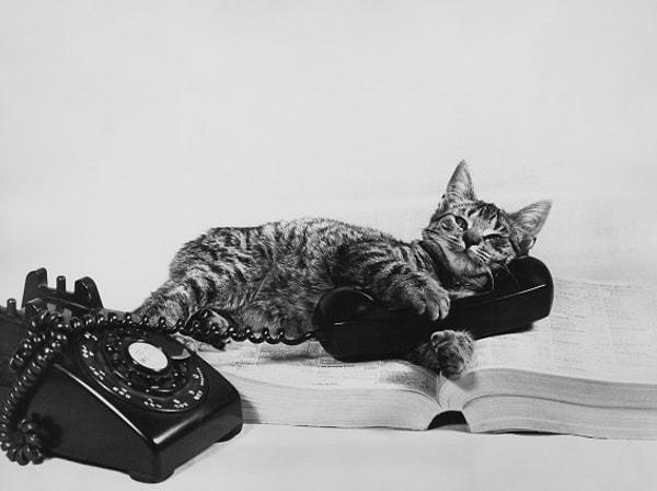 10. Kediyi bir telefona dönüştürme deneyi