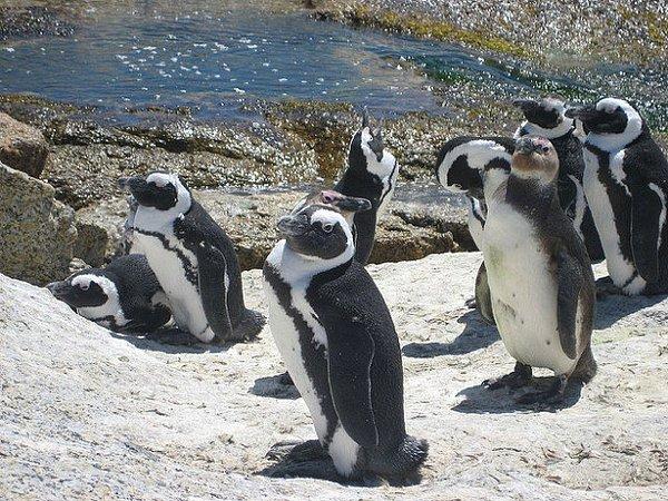 5. Güney Afrika Boulders Plajı'nın meşhur penguenleri