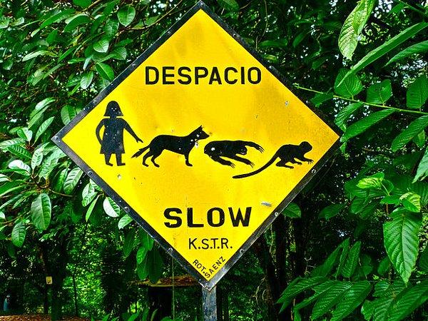 8. Dünya'da maymunları ve tembelhayvanları doğal habitatlarında görebileceğiniz sayılı yerlerden biri Manuel Antonio, Kosta Rika