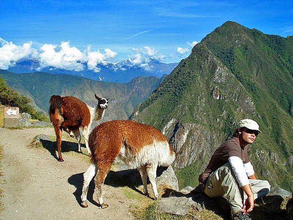 11. Machu Picchu'nun lama ve alpakalarıyla bir tırmanış