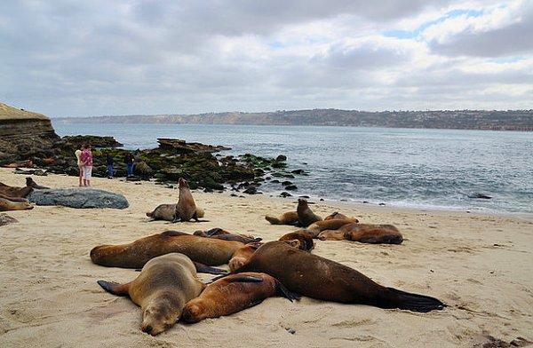 16. Kaliforniya La Jolla Koyu'nın sıcakkanlı fokları ve deniz aslanları