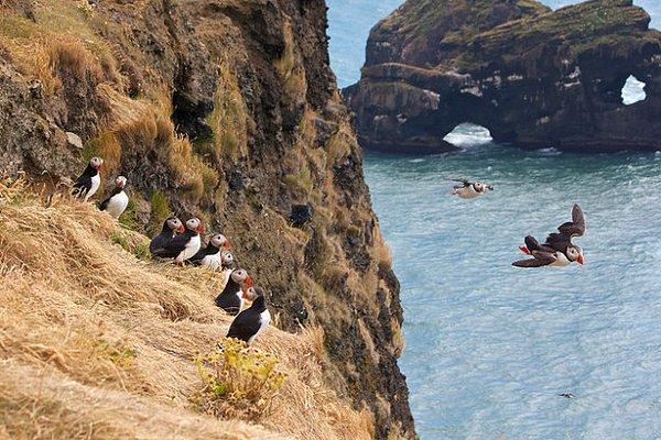 18. İzlanda Dyrholaey Yarımadası ve şirinlik abidesi kutup martıları