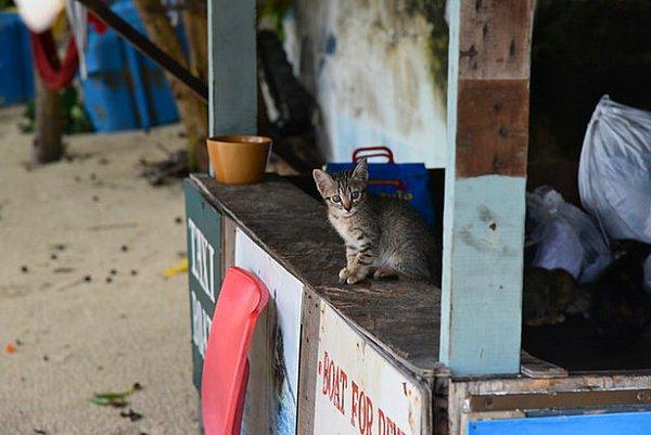 19. Kedi Adası Koh Phi Phi, Tayland