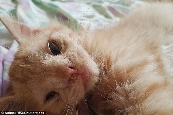 Теперь малыш останется в центре по уходу за животными, который он уже начал считать своим домом.