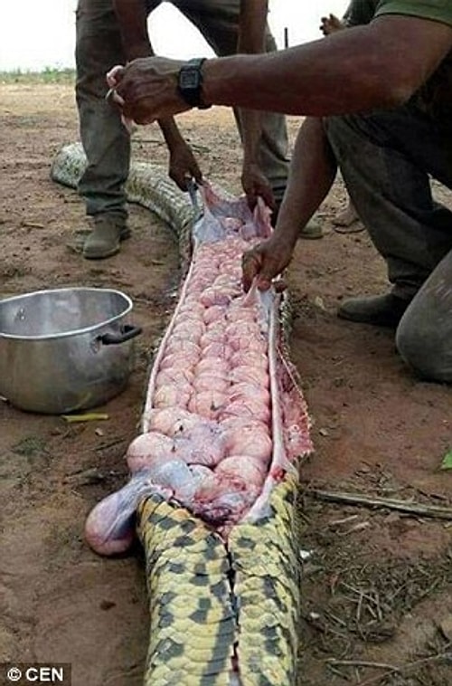 Yılanın herhangi bir hayvanı yutmasından değil de, hamile olmasından dolayı şiştiğini öğrendiler! 🐍
