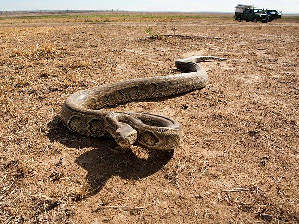 Kıtanın en büyük yılan türü olan Afrikalı kaya pitonunun boyları 5.5 metreyi, enleri de 30 santimi bulabiliyor.