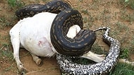 😱 Öğle Yemeği Niyetine Buzağı Yutan Dev Pitonun İçinden Çıkanlar Şok Etkisi Yarattı!