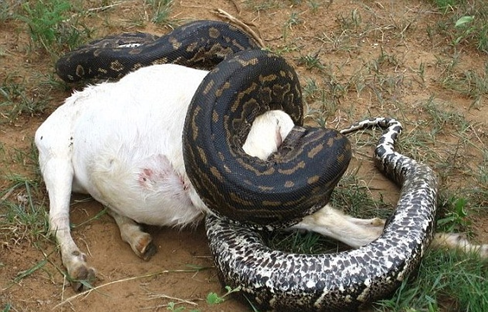 😱 Öğle Yemeği Niyetine Buzağı Yutan Dev Pitonun İçinden Çıkanlar Şok Etkisi Yarattı!