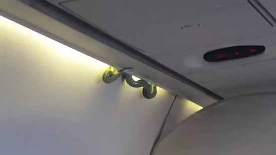 А как бы поступили вы, если бы обнаружили в самолете змею?