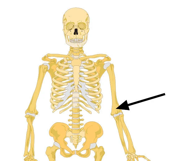 Anatomi Kemik Resimleri Fazlasi Icin Www Tipfakultesi Org