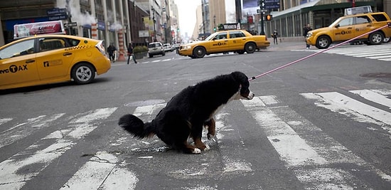 Когда собака знает правила дорожного движения лучше, чем люди