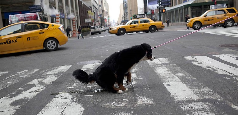 Когда собака знает правила дорожного движения лучше, чем люди