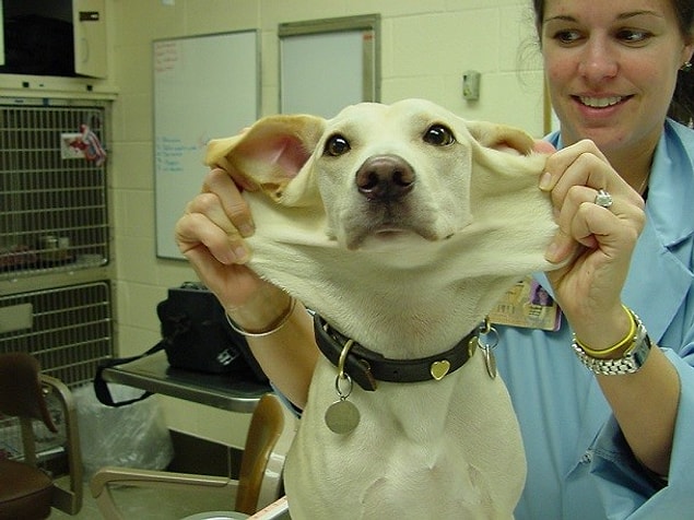 7. The skin around the face gets flat.